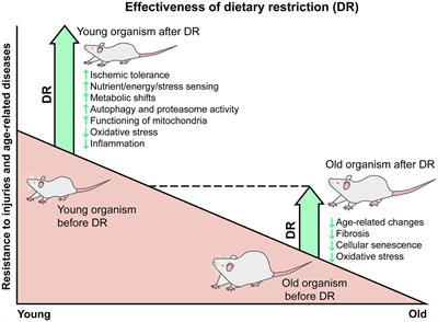 Dietary Restriction for Kidney Protection: Decline in Nephroprotective Mechanisms During Aging